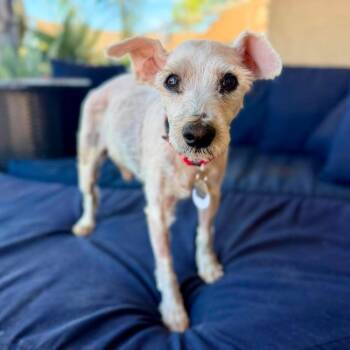 Skip -  Maltese Dog for Adoption in Ramona, California - Skip | PetCurious