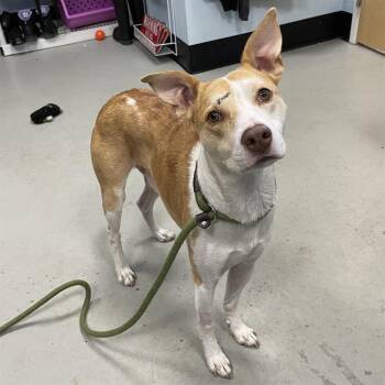 SCOUT -  Mixed Breed Dog for Adoption in Palmetto, Florida - SCOUT | PetCurious