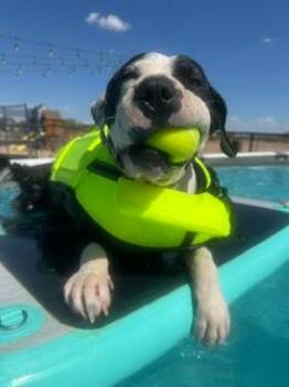 Precious -  Pit Bull Terrier Dog for Adoption in Gilbert, Arizona - Precious | PetCurious