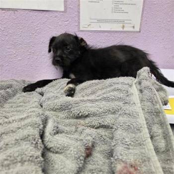 Terrier and Mixed Breed Dogs Available for Adoption in El Paso, Texas - 60852892 | PetCurious