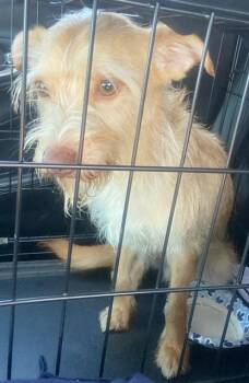 Norfolk Terrier Dogs Available for Adoption in Camarillo, California - HOMBOY | PetCurious