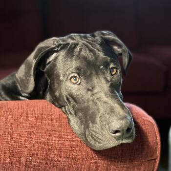 Rescue Great Dane and Black Labrador Retriever Dogs for Adoption in Springfield, Missouri - Lupin | PetCurious