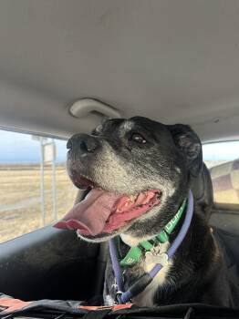 Mixed Breed Dogs Available for Adoption - Sweet Pea | PetCurious