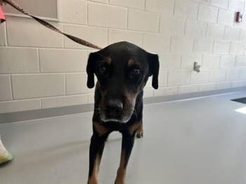 BOOM -  Labrador Retriever and Mixed Breed Dog for Adoption in Ocala, Florida - BOOM | PetCurious