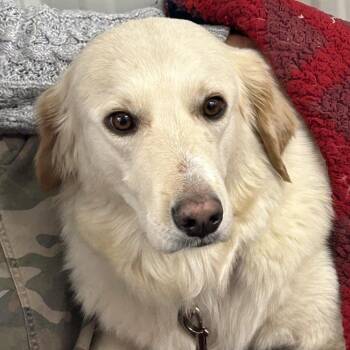 Great Pyrenees and Golden Retriever Dogs Available for Adoption - Cora | PetCurious