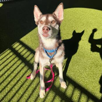 Siberian Husky Dogs Available for Adoption - Princess | PetCurious