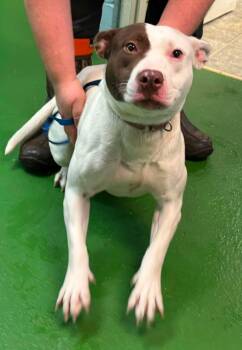 Pit Bull Terrier Dogs Available for Adoption in Rustburg, Virginia - Lucy - At Shelter Available 6/2 | PetCurious