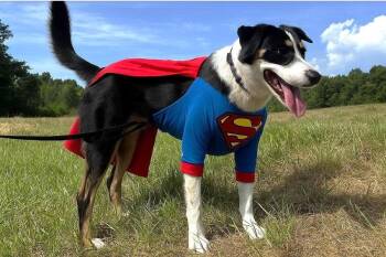 Rescue Entlebucher Dogs for Adoption in Pegram, Tennessee - CLARK - OUR SUPERHERO! | PetCurious