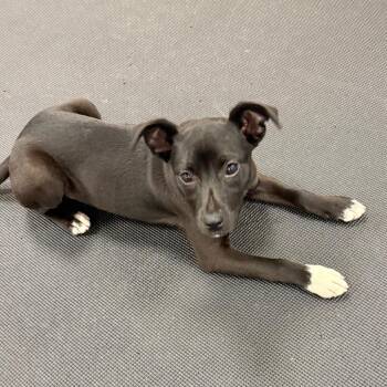 Mixed Breed Dogs Available for Adoption in Westhampton, New York - Piranha | PetCurious