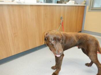 HERSHEY -  Labrador Retriever Dog for Adoption in San Jose, California - HERSHEY | PetCurious