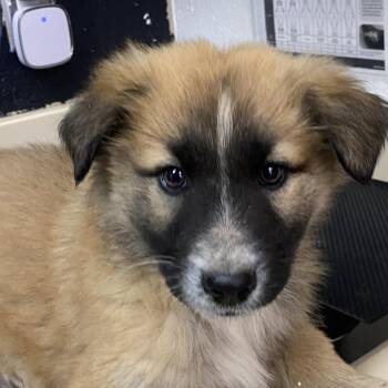 Anatolian Shepherd Dogs Available for Adoption - Batty | PetCurious