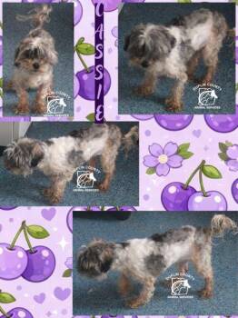 CASSIE -  Mixed Breed Dog for Adoption in Kenansville, North Carolina - CASSIE | PetCurious