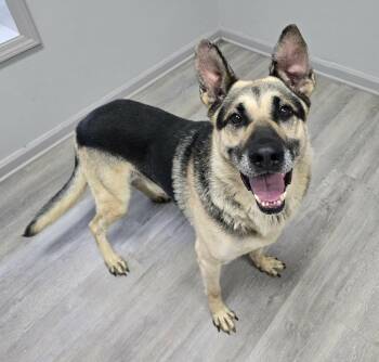 Enzo -  Shepherd Dog for Adoption in Frankfort, Indiana - Enzo | PetCurious