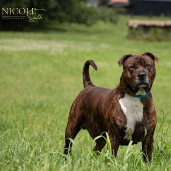 Rhyder -  Pit Bull Terrier Dog for Adoption in Henderson, Kentucky - Rhyder | PetCurious
