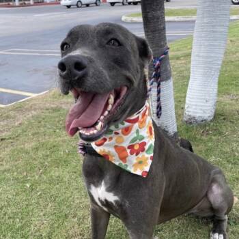 Weimaraner Dogs Available for Adoption in Vaughan, Ontario - Wara | PetCurious