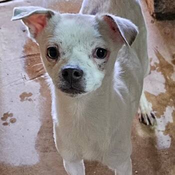 Rescue Chihuahua Dogs for Adoption in Midland, Texas - Rex | PetCurious