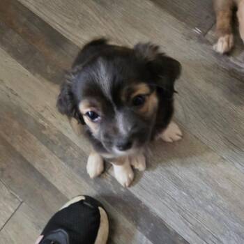 Vacuum -  Mixed Breed Dog for Adoption in Tacoma, Washington - Vacuum | PetCurious