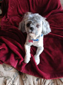 Rescue Shih Tzu Dogs for Adoption in Phoenix, Arizona - Rocky | PetCurious