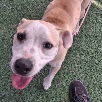 Little Girl -  Terrier and Mixed Breed Dog for Adoption in Abilene, Texas - Little Girl | PetCurious