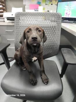 Cora -  Labrador Retriever and Mixed Breed Dog for Adoption in Sapulpa, Oklahoma - Cora | PetCurious