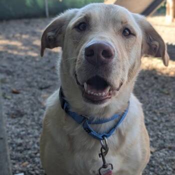 Roofus -  Mixed Breed and Labrador Retriever Dog for Adoption in West Olive, Michigan - Roofus | PetCurious