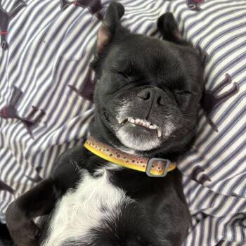 Rescue Pug Dogs for Adoption in Santa Barbara, California - Edna | PetCurious