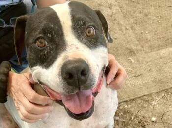 Connor -  Mixed Breed Dog for Adoption in Georgetown, Texas - Connor | PetCurious