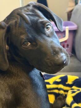 Jax -  Labrador Retriever Dog for Adoption in Plymouth, Michigan - Jax | PetCurious