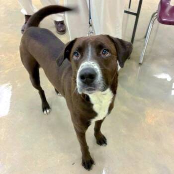 Labrador Retriever Dogs Available for Adoption in Alexander, Arkansas - Matthew | PetCurious