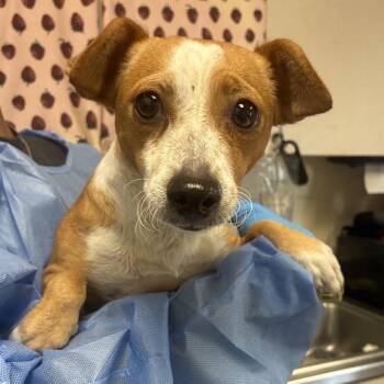 Lil Baby -  Chihuahua Dog for Adoption in San Antonio, Texas - Lil Baby | PetCurious