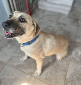 Rescue Labrador Retriever Dogs for Adoption in Mocksville, North Carolina - Tinsel | PetCurious