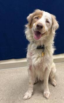Blue -  Mixed Breed Dog for Adoption in Hamilton, Ohio - Blue | PetCurious