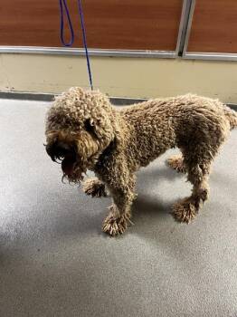 Golden Retriever Dogs Available for Adoption - ROMEO | PetCurious