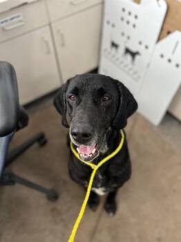 Mixed Breed Dogs Available for Adoption in Dallas, Texas - NINO | PetCurious