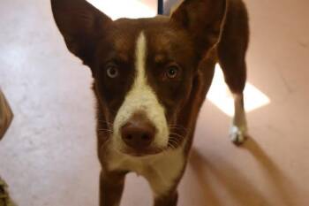 CALVIN -  Mixed Breed Dog for Adoption in Columbia, South Carolina - CALVIN | PetCurious