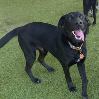 LARRY -  Black Labrador Retriever Dog for Adoption in Loxahatchee Groves, Florida - LARRY | PetCurious