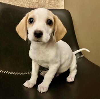 Spencer -  Beagle and Mixed Breed Dog for Adoption in Minneapolis, Minnesota - Spencer | PetCurious