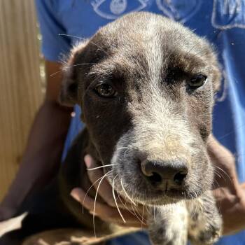 Labrador Retriever Dogs Available for Adoption - Artemis - Local April 10-12 | PetCurious