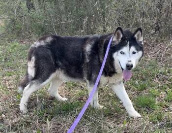 Alaskan Malamute Dogs Available for Adoption in Charlotte, North Carolina - NANOOK | PetCurious
