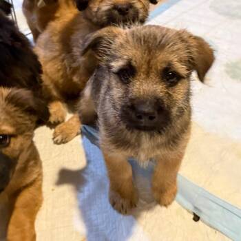 Sparkle Smash -  Mixed Breed Dog for Adoption in Buffalo, Minnesota - Sparkle Smash | PetCurious