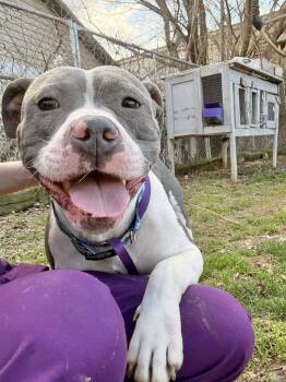 Pit Bull Terrier Dogs Available for Adoption in Manchester, Connecticut - GiGi | PetCurious