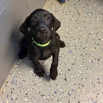 Teriyaki -  Hound and Labrador Retriever Dog for Adoption in Tuscaloosa, Alabama - Teriyaki | PetCurious