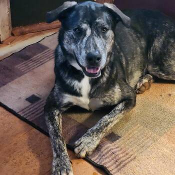 Timber -  Alaskan Malamute and Cane Corso Dog for Adoption in Stuart, Virginia - Timber | PetCurious
