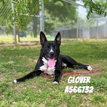 Pit Bull Terrier Dogs Available for Adoption - GLOVER | PetCurious