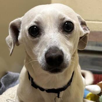 Raekwon -  Dachshund and Chihuahua Dog for Adoption in Walnut Creek, California - Raekwon | PetCurious