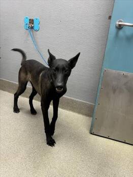 Rescue Belgian Shepherd Malinois Dogs for Adoption in Las Vegas, Nevada - AUSTIN | PetCurious