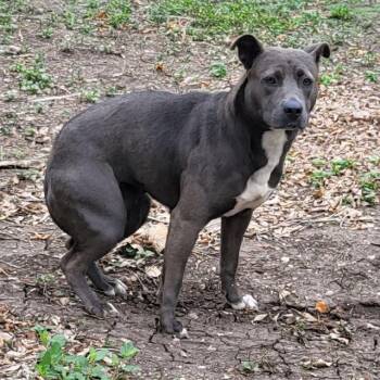 GORDA -  American Staffordshire Terrier Dog for Adoption in San Antonio, Texas - GORDA | PetCurious