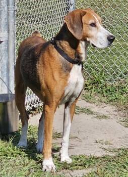 Rescue Coonhound and Mixed Breed Dogs for Adoption in West Chester, Pennsylvania - Nathan | PetCurious