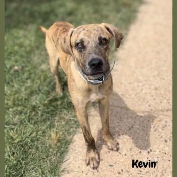 Kevin -  Labrador Retriever Dog for Adoption in Shreveport, Louisiana - Kevin | PetCurious