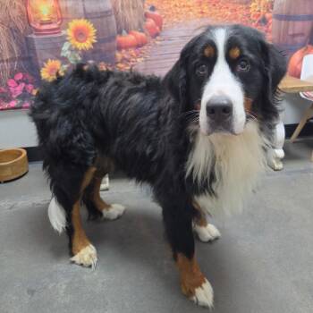 Rose -  Bernese Mountain Dog Dog for Adoption in Normal, Illinois - Rose | PetCurious